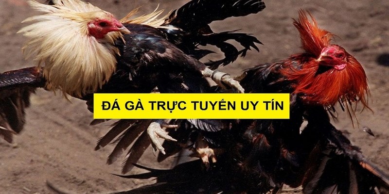 Lý do trực tiếp đá gà Thomo C3 được yêu thích